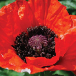 Support Our Veterans Poppy Appeal